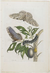 Moths, Caterpillars, and Foliage